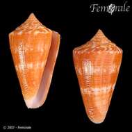 Image of Conus xanthocinctus Petuch 1986