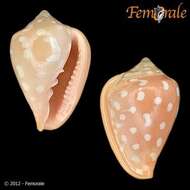 Image of Marginella Lamarck 1799