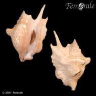 Image of Sinustrombus Bandel 2007
