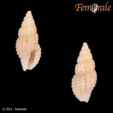 Plancia ëd Pseudodaphnella Boettger 1895