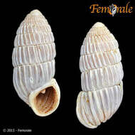 Image of Cerionidae