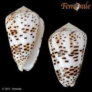 Image of cone snails