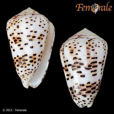 Image of cone snails