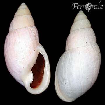 Image of Flax snail