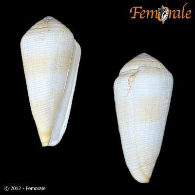 Image of cone snails