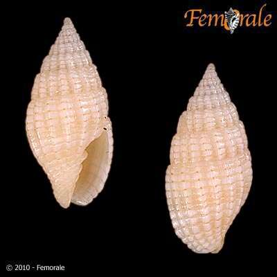 Sivun Vexillum approximatum (Pease 1860) kuva