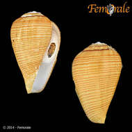 Image de Conus fuscolineatus G. B. Sowerby Iii 1905