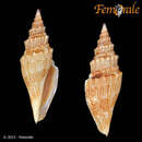 Image of Genota papalis (Reeve 1843)