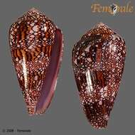 صورة Conus dalli Stearns 1873