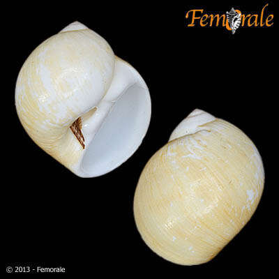 Image of moon snails