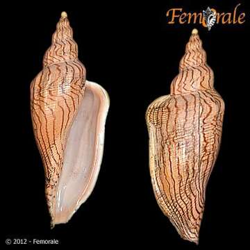 Image of Fulgoraria Schumacher 1817