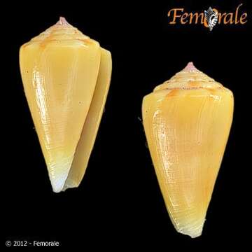 Image of Conus martensi E. A. Smith 1884