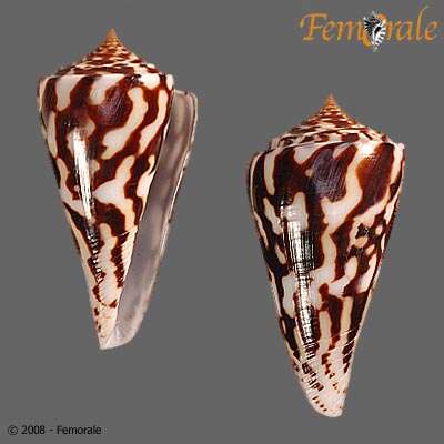 Image of Conasprella Thiele 1929