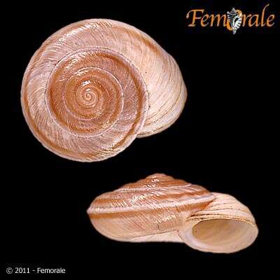 Imagem de Helminthoglyptidae