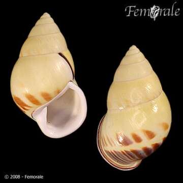 Image of Amphidromus perversus citrinus (von Martens 1867)