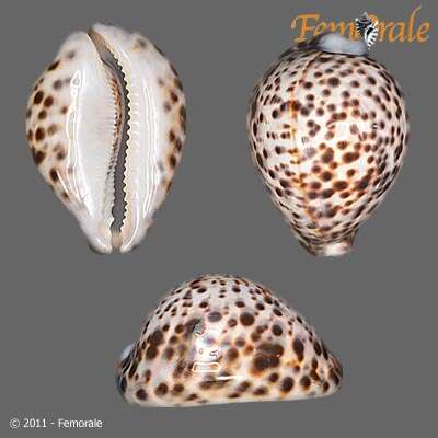 Image of cowrie