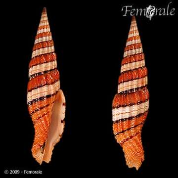 Image of Turbinelloidea Rafinesque 1815