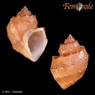 Image of Cancellariidae Forbes & Hanley 1851