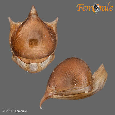 Слика од Pteropoda Cuvier 1804
