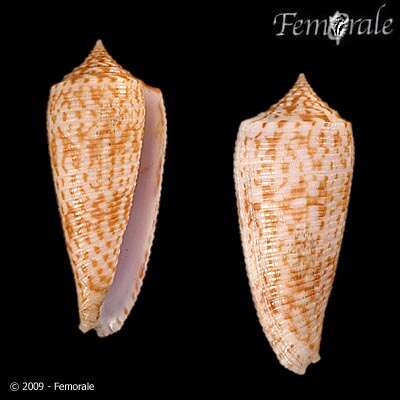 صورة Conus Linnaeus 1758