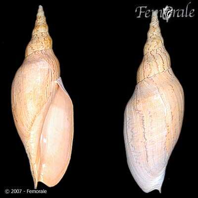 Image of <i>Adelomelon beckii fusiformis</i> (Kiener 1839)