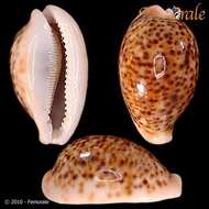 Image of cowrie