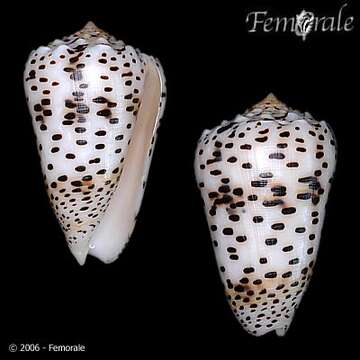 Image of cone snails