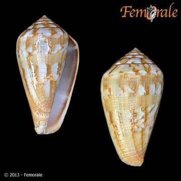 Image de Conus guanche Lauer 1993