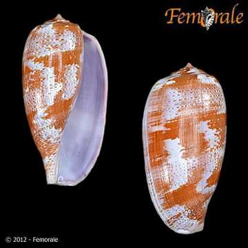 Image of cone snails