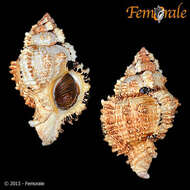 Image of Phyllonotus Swainson 1833