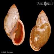 Image of Flax snail