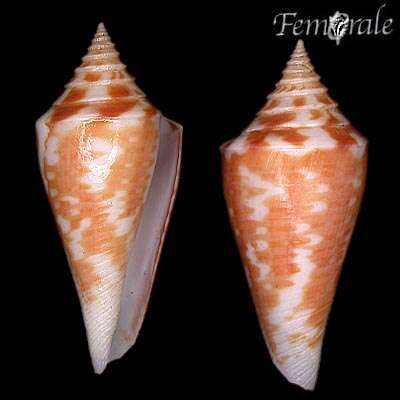 صورة Conus castaneus Kiener 1848