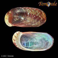 Image of Stomatella Lamarck 1816