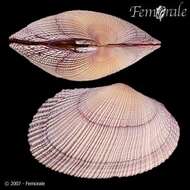 Imagem de Psammobiidae J. Fleming 1828