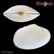 Imagem de Psammobiidae J. Fleming 1828