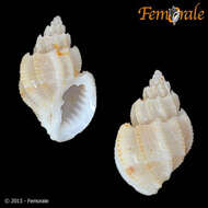 صورة Cancellariidae Forbes & Hanley 1851