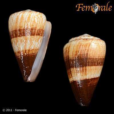 Image of cone snails
