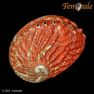 Image of Haliotoidea Rafinesque 1815