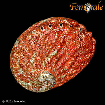 Image of Haliotoidea Rafinesque 1815