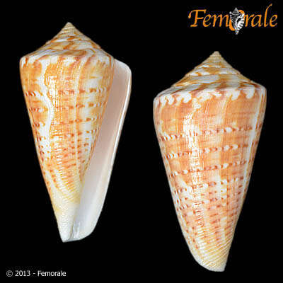 Image of Conus Linnaeus 1758