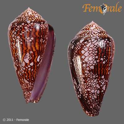 صورة Conus dalli Stearns 1873