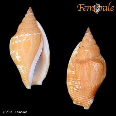 Image of <i>Strombus fusiformis</i> Sowerby 1842