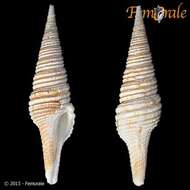 Plancia ëd Turridae H. Adams & A. Adams 1853