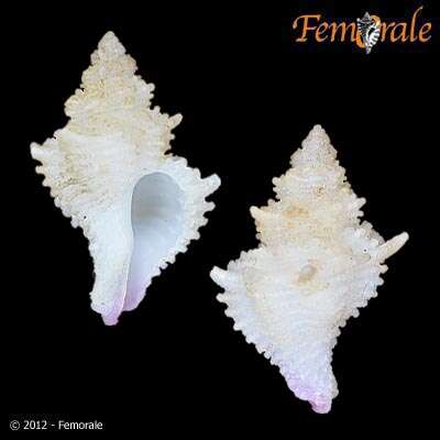 Image of Murex Snails and Allies