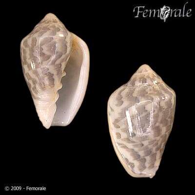 Image of Marginella Lamarck 1799