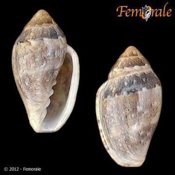 Image of Marginella Lamarck 1799