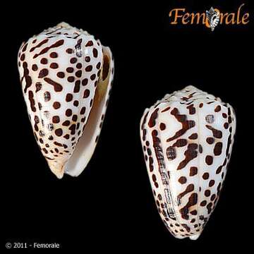 Image of cone snails