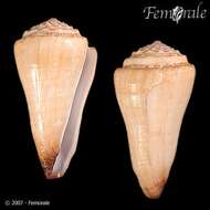 Image of cone snails