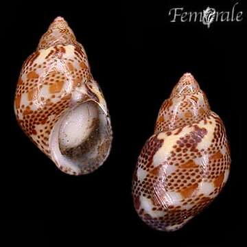 Image of pheasant shells