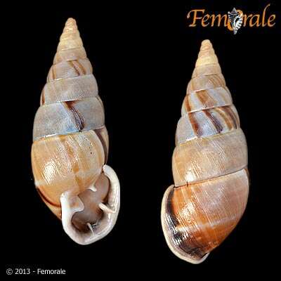 Image of Orthalicidae